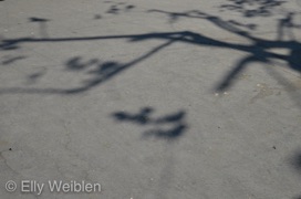 Elly Weiblen Schatten Paris 2012-2015-6.jpg